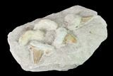 Fossil Mackeral Shark (Otodus) Teeth - Composite Plate #137334-2